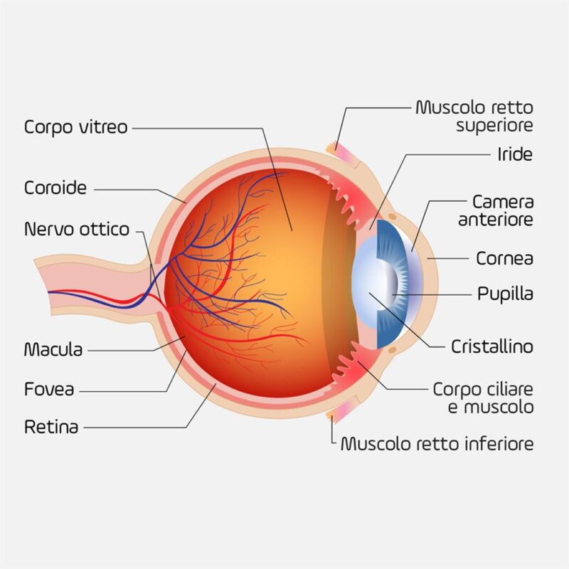 parti dell'occhio