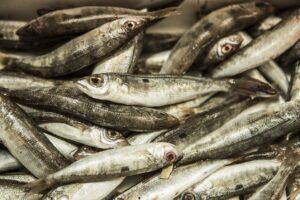 Cos'è la vitamina B12 e quali sono le sue funzioni?