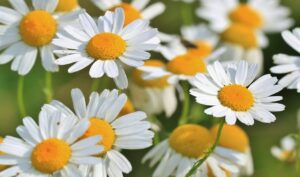 Miti da sfatare sull'uso della camomilla per gli occhi