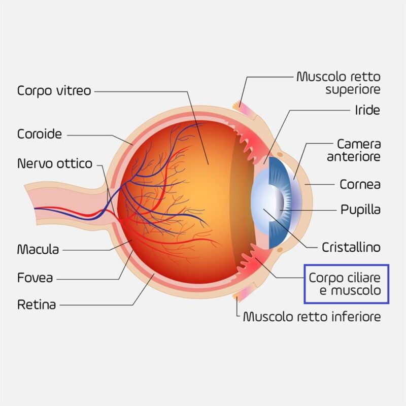 Corpo ciliare