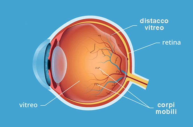 Anatomia dell'occhio 