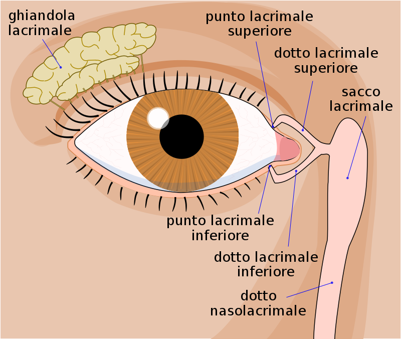 apparato lacrimale