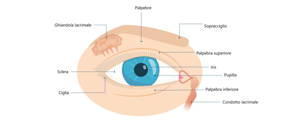 Anatomia dell'occhio