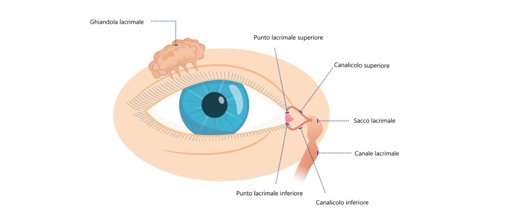 Anatomia dell'occhio