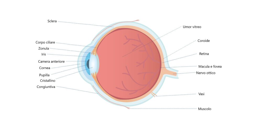parti dell'occhio
