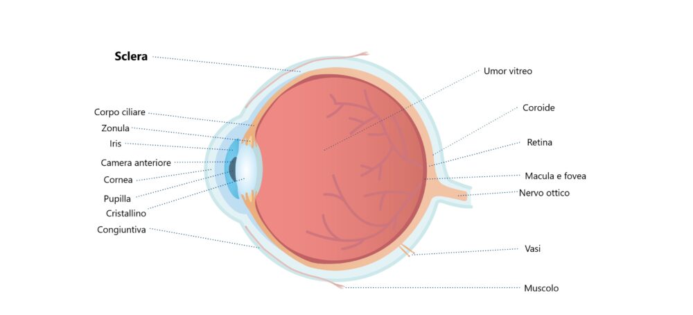 Anatomia dell'occhio